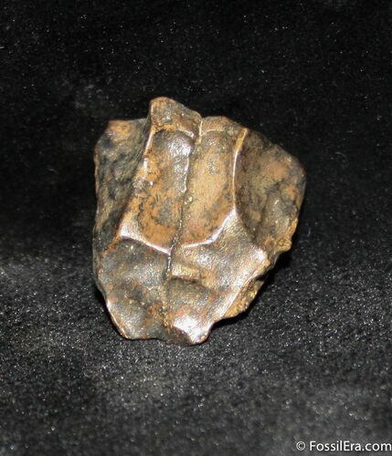 Triceratops Tooth #1132